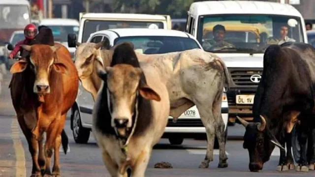 हिसार में लंपी से एक और गाय की मौत, मृतकों की संख्या पहुंची पांच
