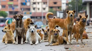 एनिमिल बर्थ कंट्रोल से जम्मू-कश्मीर में कुत्तों की बढ़ती संख्या पर रोक लगाएगी सरकार।