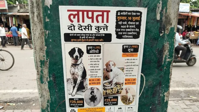 गाजियाबाद: लापता डॉग्स 'ओरियो' और 'लूना' की तलाश में लगे पोस्टर, ढूंढने वाले को मिलेगा 50 हजार का इनाम
