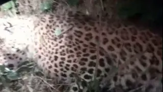 मानक चौक गांव में पेड़ पर चढ़ा तेंदुए की 11000 की लाइन की चपेट में आने से मौत हो गई। वीडियो ग्रैब