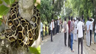 अजगर का फाइल फोटो और बुलंदशहर में पेड़ पर चढ़े अजगर को देखने जुटी भीड़।