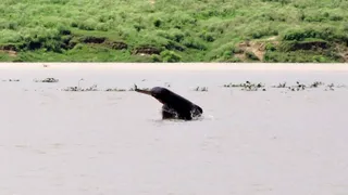 गंगा में अठखेलियां करती डाल्फिन। सौजन्य वन विभाग