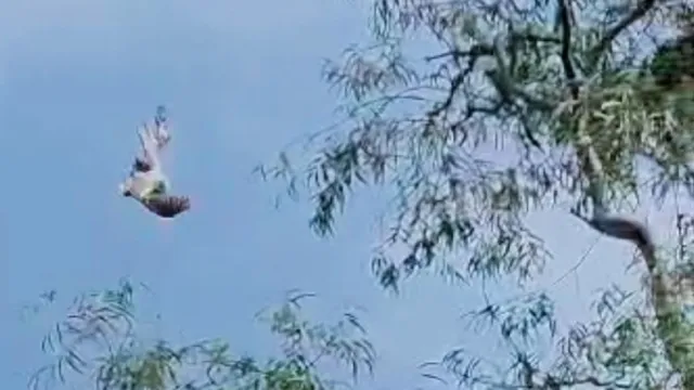 मुजफ्फरनगर में चाइनीज मांझे में फंसा बगुला, घंटों की कड़ी मशक्कत के बाद मिली आजादी
