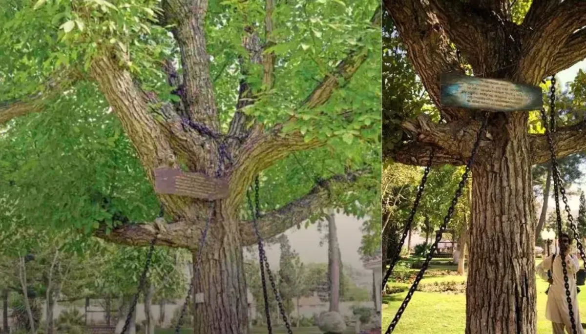 A banyan tree shackled in chains in Pakistan