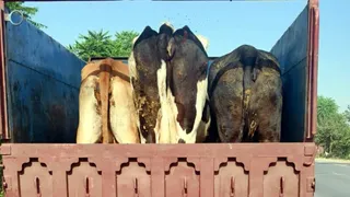 पुलिस ने फिरोजपुर झिरका में बीवां रोड पर टोल नाके के पास चार गोवंश से भरी एक पिकअप पकड़ी।