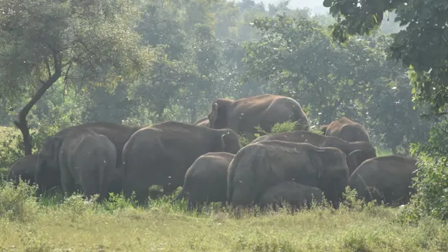 हाथियों से बचाव के लिए धनबाद के गांव होंगे रोशन, लगेंगी सोलर हाईमास्ट लाइटें