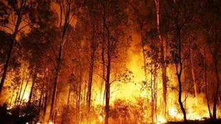 जंगलों की आग जमीनी स्तर पर जहरीली ओजोन गैस बढ़ा रही है (फाइल फोटो)