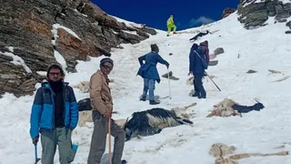 रूपिन पास में फंसे मवेशियों व भेड़पालकों तक पहुंची पुलिस टीम।