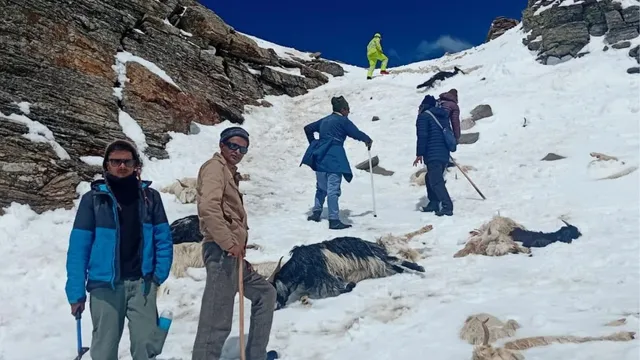 किन्नौर के रुपिन पास में बर्फीले तूफान में फंसे भेड़पालकों तक पहुंचे पुलिस जवान, 1700 पशुधन सहित किए रेस्क्यू