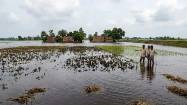 बिहार में बाढ़ प्रभावित किसानों को फिर मिलेगा मौका, सात जिलों में फसल क्षति के लिए नए सिरे से आवेदन