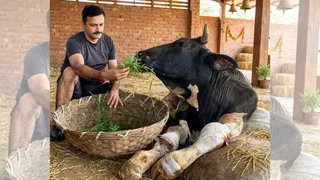 घायल पशु का इलाज करते हुए पूर्व सैनिक वियज राणा।