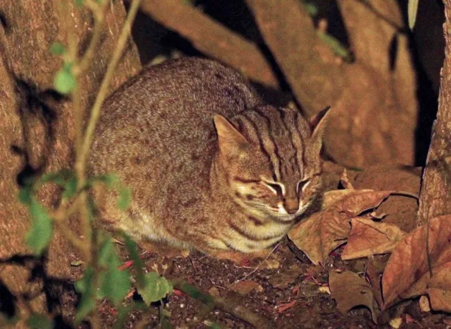 noradehi rusty cat 215415