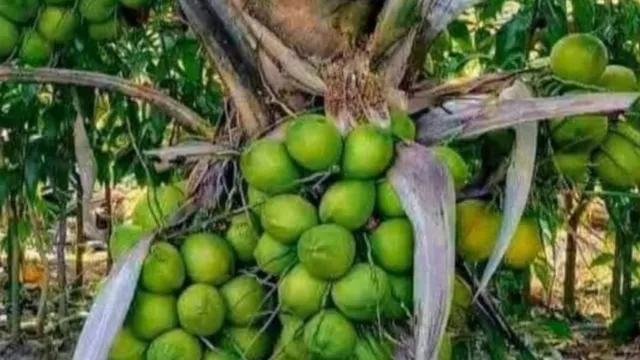 किसान मेला: उत्तराखंड में ‘गंगा वरदान’ नारियल से बढ़ सकती है किसानों की आय
