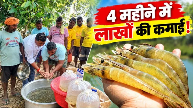 झींगा पालन यानी गांव में ही लाखों कमाने का मौका, मुजफ्फरपुर की हैचरी में उत्पादन शुरू