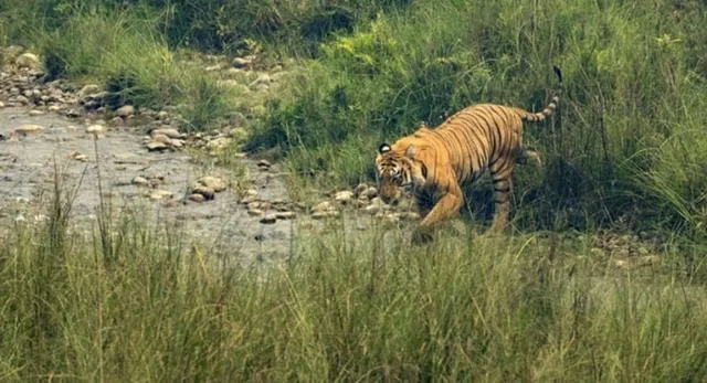 लखीमपुर खीरी के कोलवा फार्म में तीन शावकों संग बाघिन ने डाला डेरा, सुरक्षा को लेकर विभाग सतर्क

