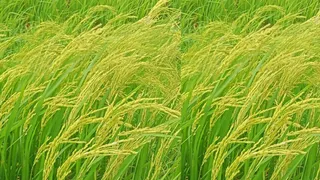 Bhagalpur Crop Damage Compensation: बाढ़-बारिश से बर्बाद हुई धान की फसल!