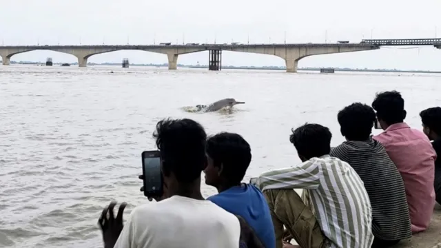उफनती गंगा में अठखेलियां कर रहीं डॉल्फिन! 27 साल में 95 से 215 पहुंचा कुनबा; राष्ट्रीय दिवस पर भागलपुर से सुखद तस्वीर
