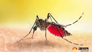 प्रयागराज में डेंगू के मरीजों की संख्या बढ़ गई है।