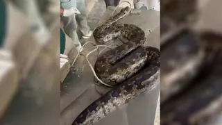 सड़क किनारे पड़ा था 10 फुट का अजगर।