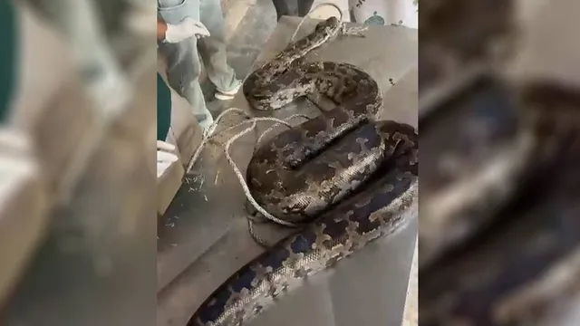 10 फीट लंबा, 30 KG वजन... अंबाला में सड़क किनारे मिला अजगर; हड़कंप मचते ही पहुंची दो राज्यों के वन विभाग की टीम
