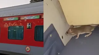 नेताजी एक्सप्रेस के फर्स्ट एसी में यात्रा कर रहा चूहा। (फोटो साैजन्य)