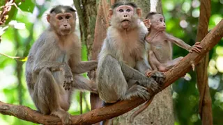 बेमेतरा में 22 बंदरों की हत्या का आरोप
