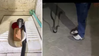 टॉयलेट सीट पर कोबरा, सर्पमित्र ने किया रेस्क्यू।