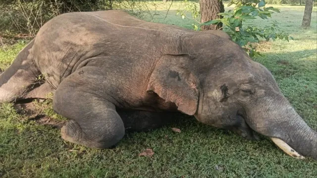 गढ़वा में जंगली हाथी की संदेहास्पद मौत, तीन दिन पहले पश्चिमी सिंहभूम में हुई थी गर्भवती हथिनी की मौत; दुश्मन कौन?
