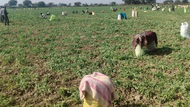 पहली बार दुबई-ओमान जैसे खाड़ी देशों में पहुंचेगी यूपी के जालौन की हरी मटर, AC कंटेनरों में होगी सप्लाई
