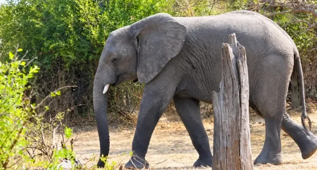 langi elephant 854859