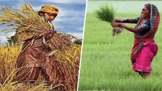 किसानों को अधिक लाभ से जोड़ने के लिए आवश्यक दिशा-निर्देश दिए। फाइल फोटो
