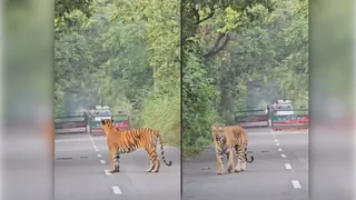 खटीमा मार्ग पर आया बाघ