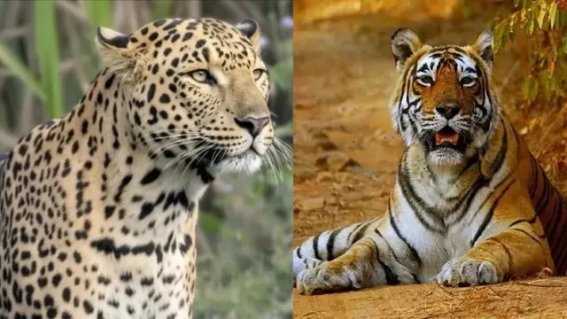 बाघ से ज्यादा 'चटोरा' है तेंदुआ, दोनों के आहार में सामने आया बड़ा अंतर; WII की रिसर्च में हुआ खुलासा