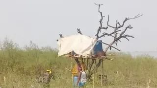 पेड़ पर मचान बनाकर बनाई जा रही थी देसी शराब