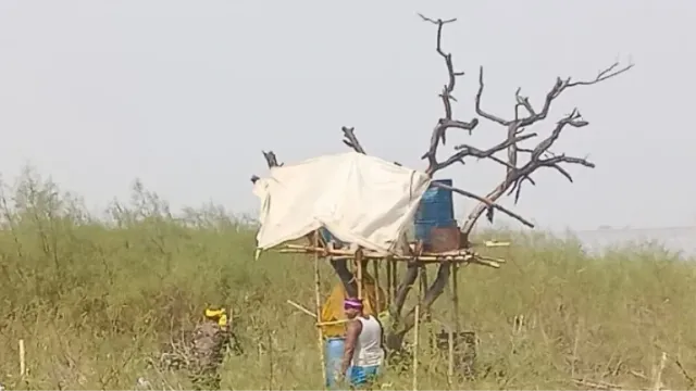 मोकामा: जमीन और पानी के बाद अब 'आसमान' में शराब की भट्ठी! पेड़ पर मचान बनाकर बनाई जा रही थी देसी शराब

