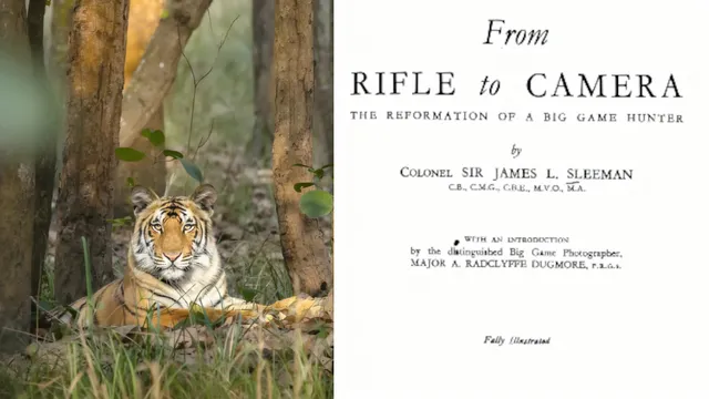 ब्रिटिश काल में भी था पीलीभीत के बाघों का खौफ! 1947 की इस किताब में दर्ज है हैरान करने वाला सच
