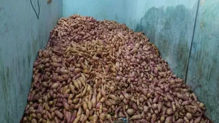 दुर्गा पूजा के कारण मांग में वृद्धि हुई है।