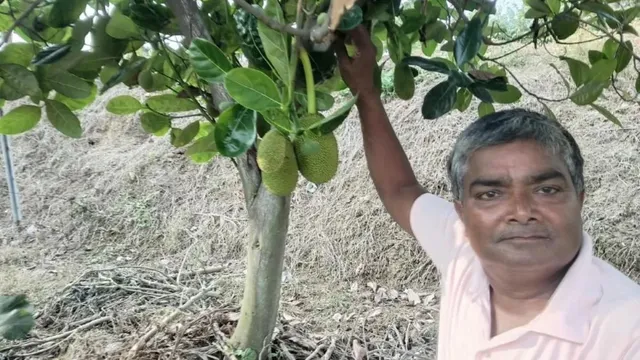 गांव वाले उड़ाते थे मजाक, अब दूरदर्शन दिखाएगा नालंदा के किसान की सफलता की कहानी; बारहमासी कटहल बना पहचान
