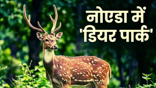 नोएडा में 30 एकड़ में डियर पार्क बनाया जाएगा। फोटो: एआई जनरेटेड