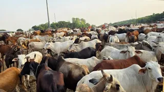 रमेश बाबा की गोशाला में मौजूद गोवंश।