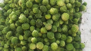 करेला और ककोरा जैसा दिखने वाला वन करेला।