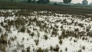 भोजपुर में बाढ़ से फसलों को हुई भारी क्षति। सौ:कृषि विभाग