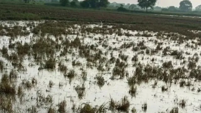 भोजपुर में बाढ़ से 21,489 हेक्टेयर फसल तबाह, किसानों के खाते में 31.72 करोड़ पहुंचेगा मुआवजा
