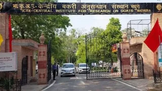 केंद्रीय बकरी अनुसंधान मथुरा।