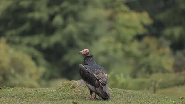 मुनस्यारी में दिखा अति दुर्लभ लाल सिर वाला गिद्ध, जैव विविधता को मिला नया प्रमाण