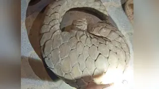 लालगंज के मुरघुरा गांव स्थित बचनी कोल के घर में मिला पैंगोलीन