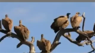 गिद्ध लगातार विलुप्त हो रहे हैं। फोटो जागरण