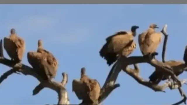 विलुप्त होने के कगार पर नेचर के 'सफाईकर्मी', रोहतास में सड़ते शवों से बढ़ा बीमारियों का खतरा 
