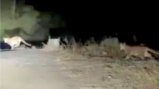 हापुड़ में एक साथ घूमते दिखे तेंदुए। फोटो: वीडियो ग्रैब