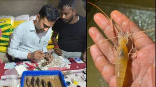 सिप से मोती निकालते जिला मत्स्य पदाधिकारी राजेश कुमार पंडित और तलाब से निकला महाझिंगा। जागरण